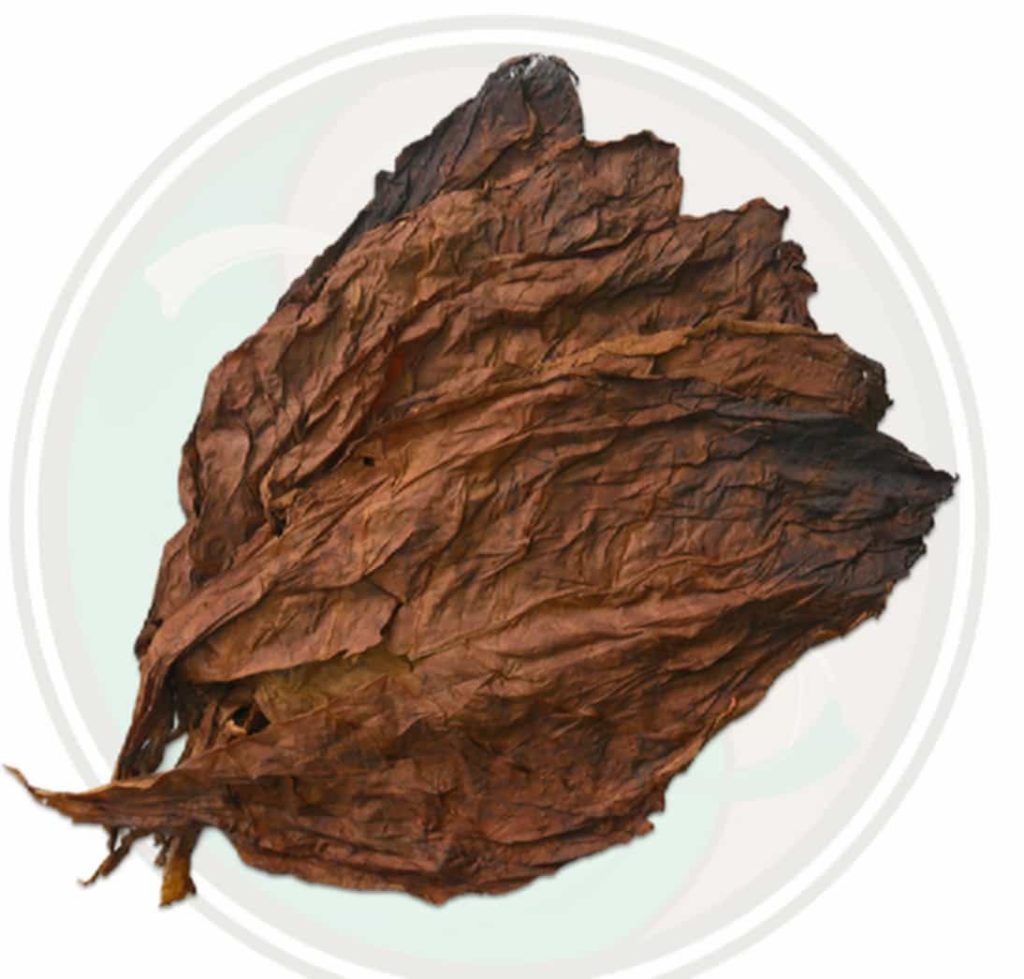 Close-up view of a fresh tobacco leaf
