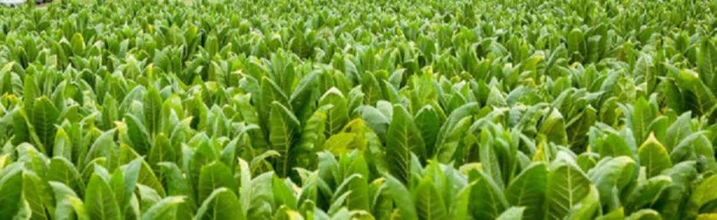 Burley tobacco plants growing robustly in the field