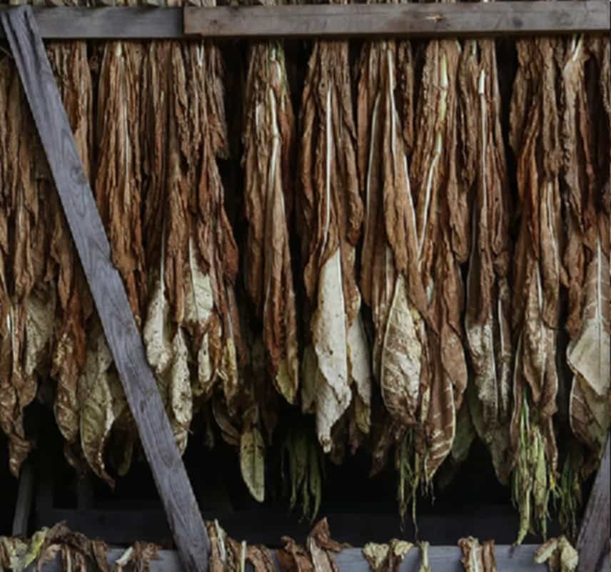 Tobacco harvest season in rural Kentucky